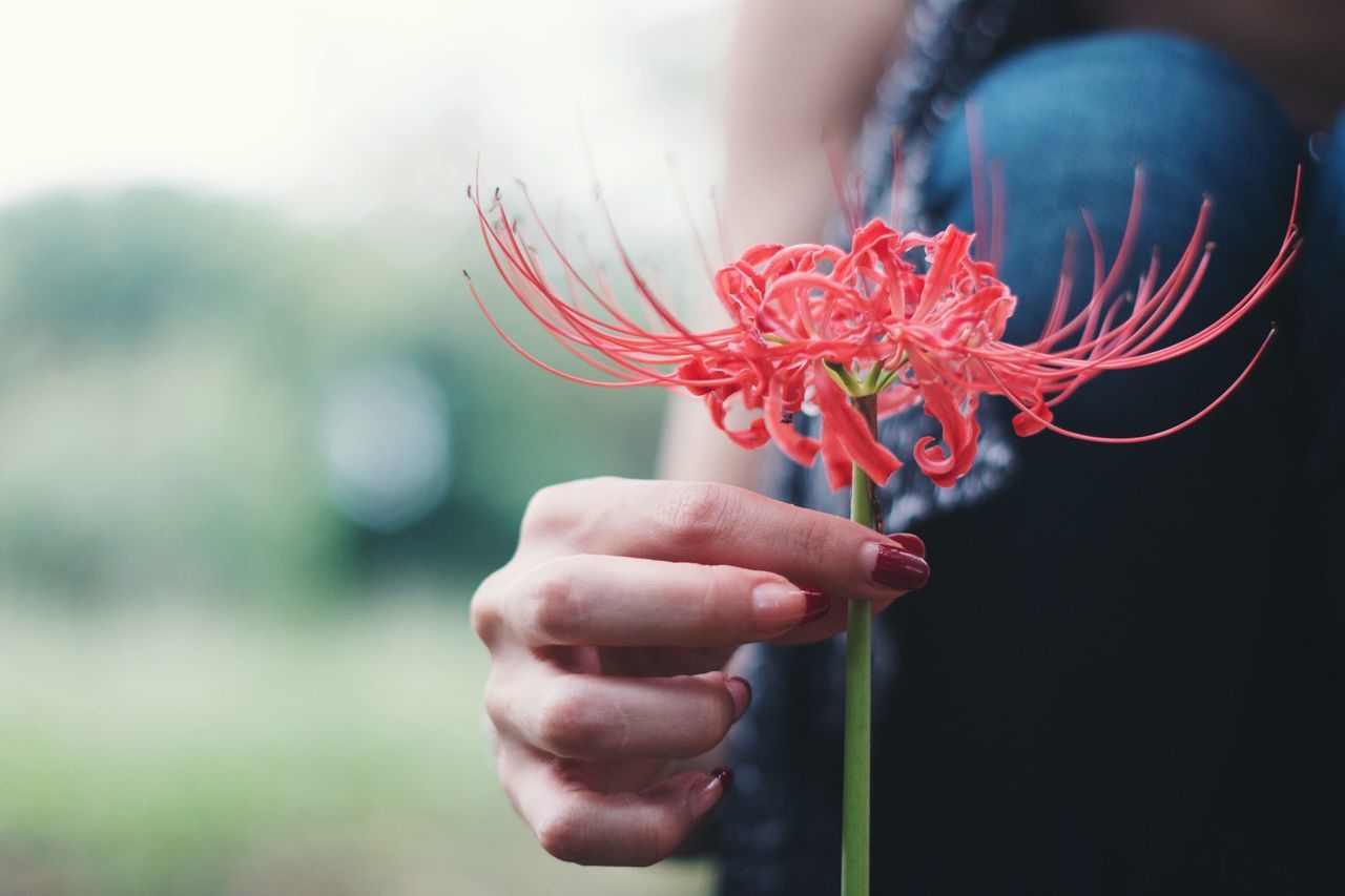 flower, person, holding, focus on foreground, close-up, freshness, fragility, selective focus, flower head, nature, beauty in nature, springtime, human finger, botany, human hair, day, petal, in bloom, blossom