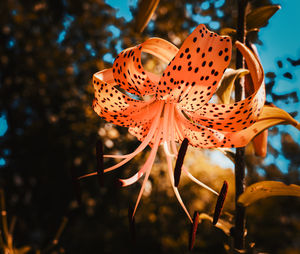 Close-up of orange flowering plant