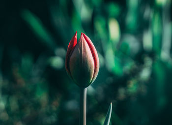 Close-up of red tulip bud