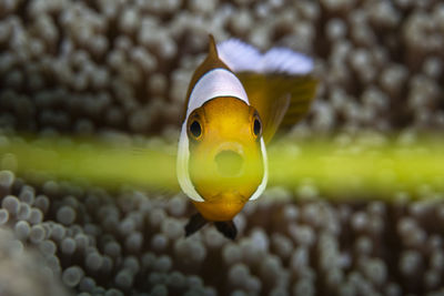 Sea gras photobombs a pictures of a clownfish