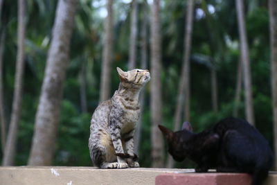 View of a cat looking away