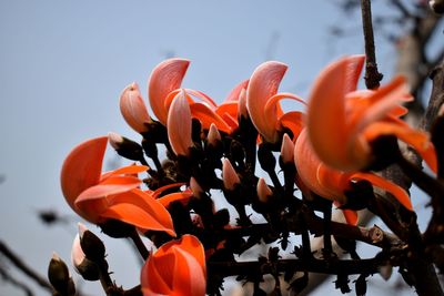 Close-up of orange flowers blooming against sky