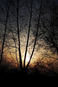 Silhouette bare trees against sky during sunset