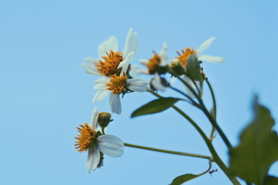 Close-up of white flowering plant against clear blue sky