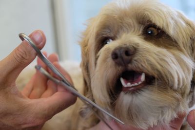 Close-up portrait of dog sticking out tongue