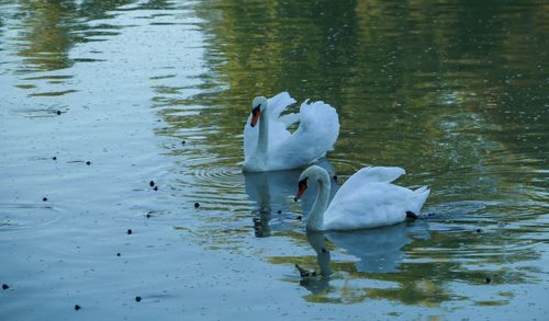 Swan floating on lake