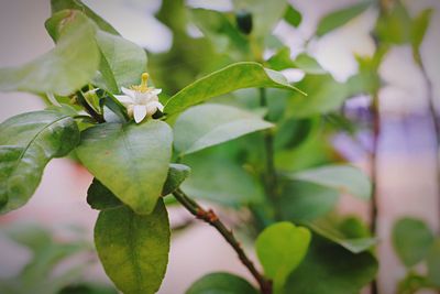 Close-up of flower growing on tree