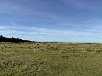 grassland