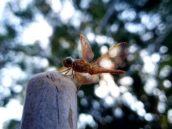 Close-up of dragonfly on plant