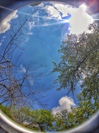 Close-up of trees against sky