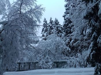 Snow covered trees on field against sky