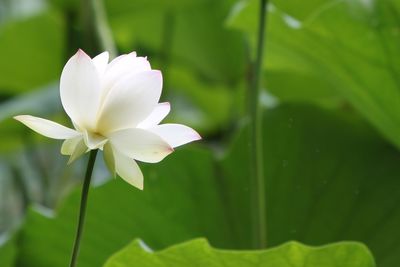 Close-up of pink flower