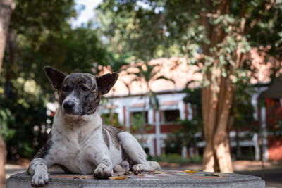 Portrait of a dog sitting outdoors