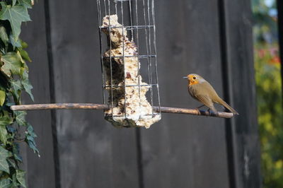 Bird perching on a feeder