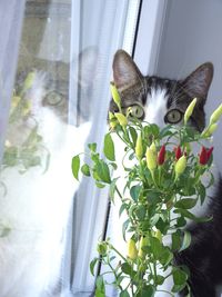 Close-up portrait of cat by window