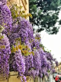 Close-up of purple flowering plants