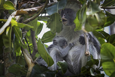 Lemur in a tree