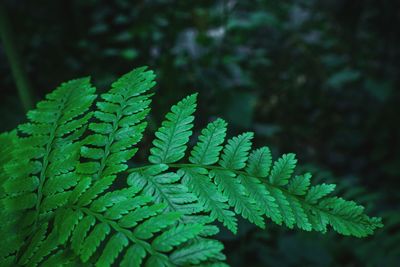 Close-up of green leaves