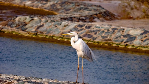 Bird perching on a rock