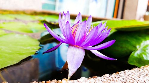 Close-up of water lily in pond