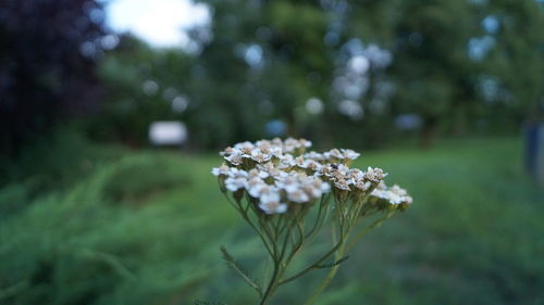 Close-up of flowers blooming outdoors