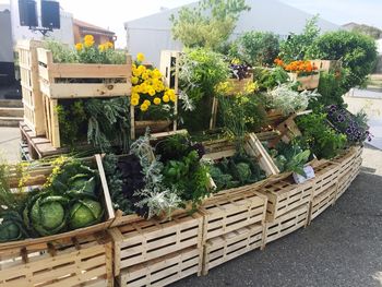 Plants in basket