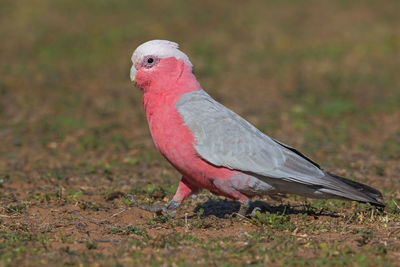 Close-up of a bird looking away