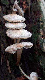 Close-up of white mushrooms