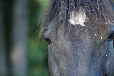 Close-up of a horse