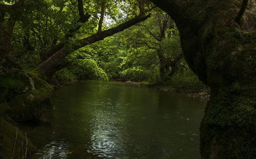 Scenic view of lake in forest