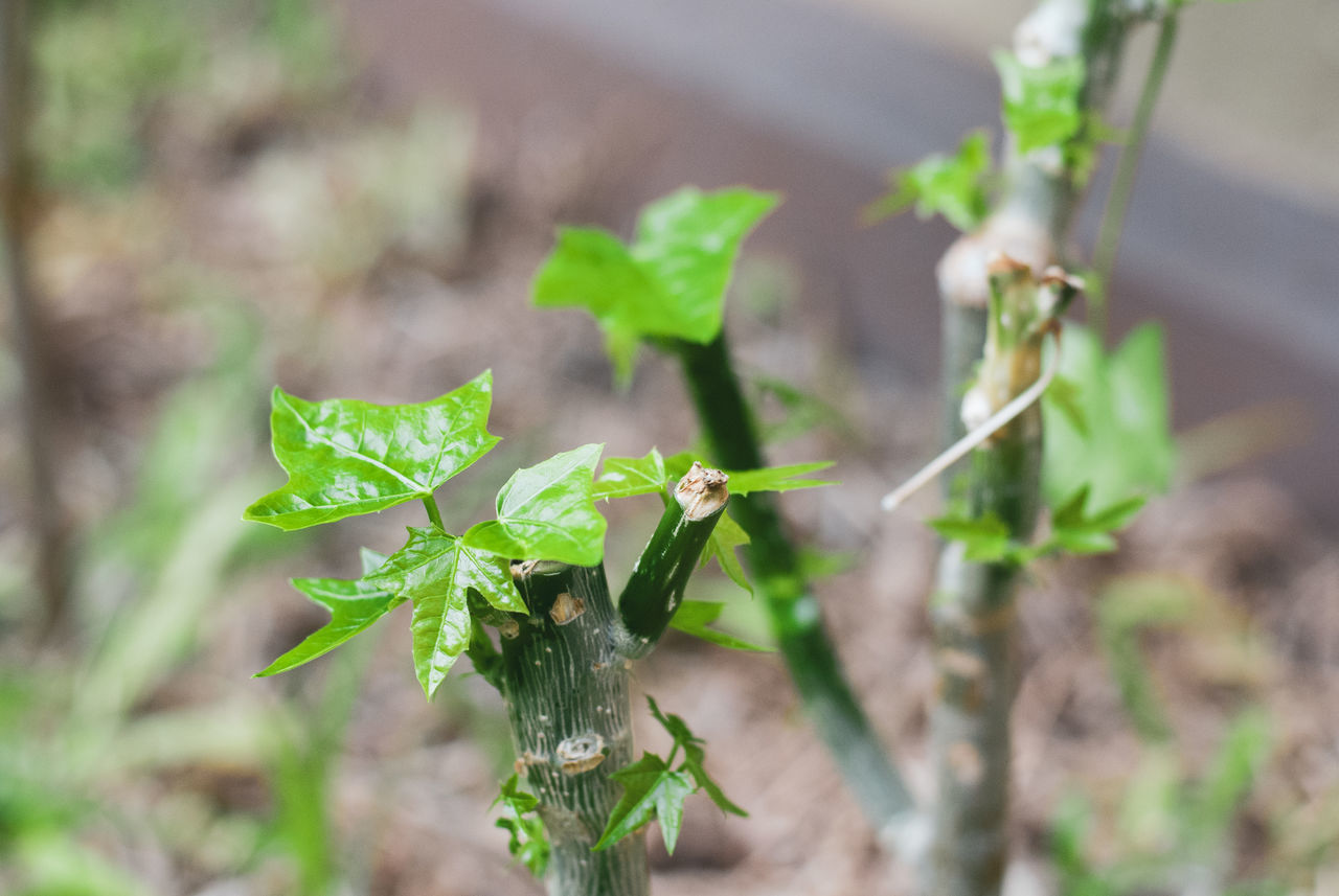 HIGH ANGLE VIEW OF SMALL PLANT