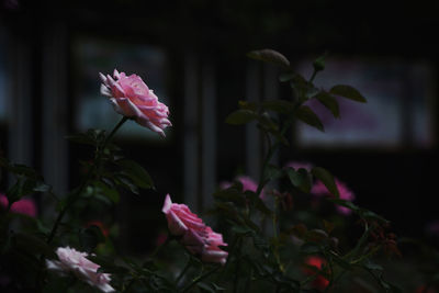 Close-up of pink flowering plant