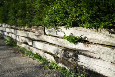 Close-up of lizard on wood