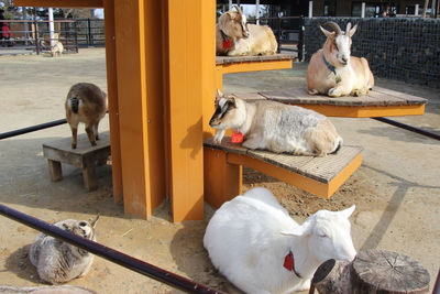 High angle view of a sheep