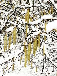 Close-up of snow covered branches during winter