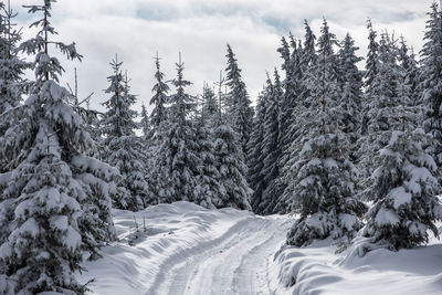 Snow covered trees on land against sky