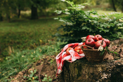 Red berries in basket on field