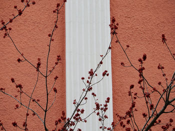 Flowering red maple, red wall in the background, acer rubrum