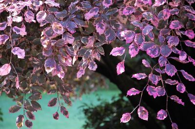 Close-up of pink flowering plant