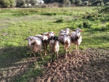 Sheep on field