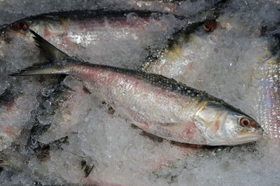 Close-up of fish for sale