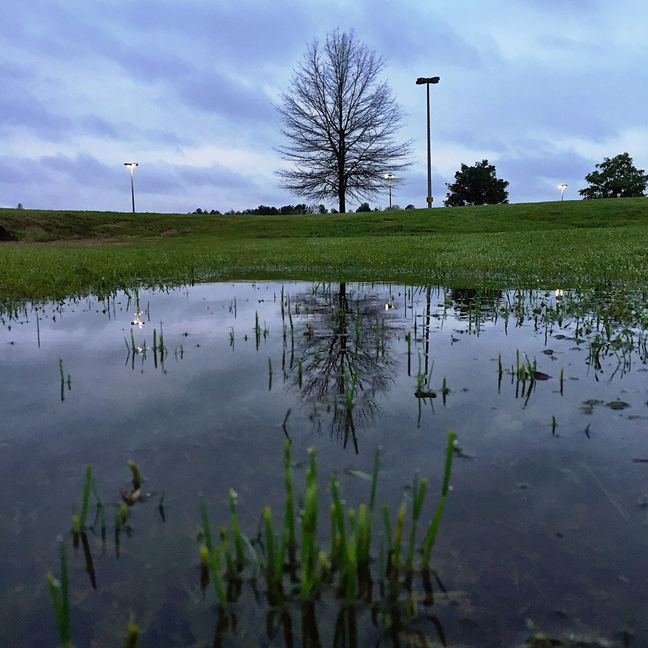 Pond reflections