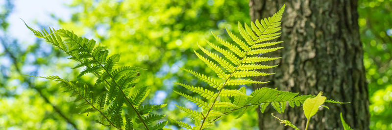 Close-up of fresh green leaves on tree trunk