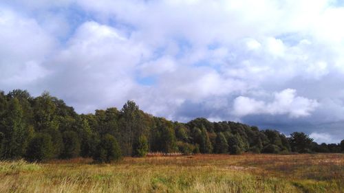 Trees on field against sky