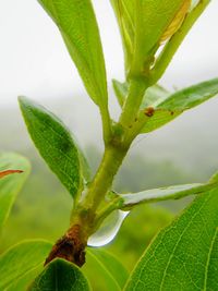 Close-up of green leaves