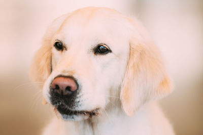 Close-up of dog