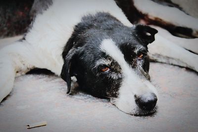 Close-up portrait of black dog lying down