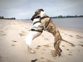 Dog on beach against sky