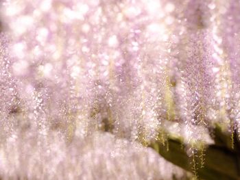 Close-up of purple flowering plant