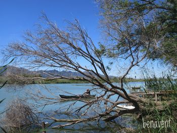 Bare tree at riverbank against clear sky